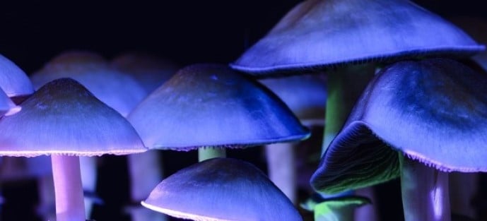 Are Magic Mushrooms the Answer to the Mental Health Crisis
